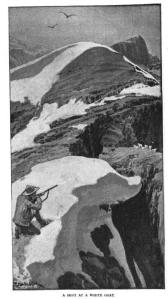 Stalking the Haplocerus in the Selkirks