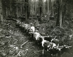 Team of oxen in British Columbia