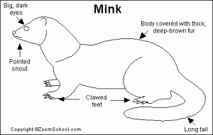 Mink