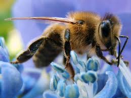 honeybee