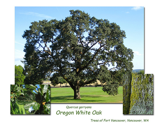 oak