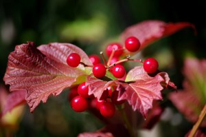 Highbush Cranberry