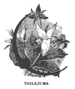 trackandtrailtrilliums