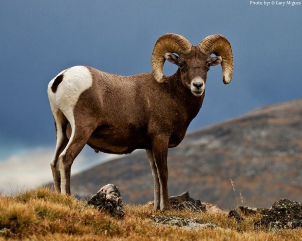 bighorn sheep