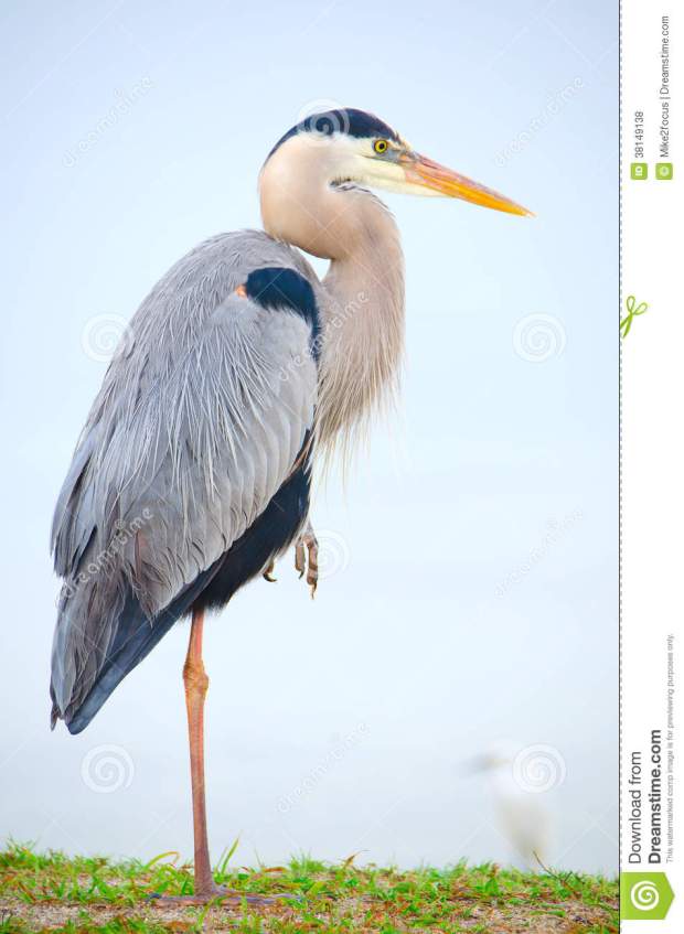 heron