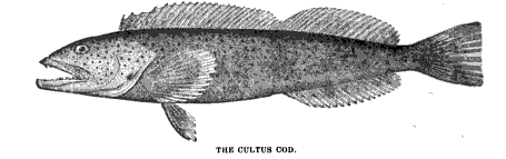 cultus cod