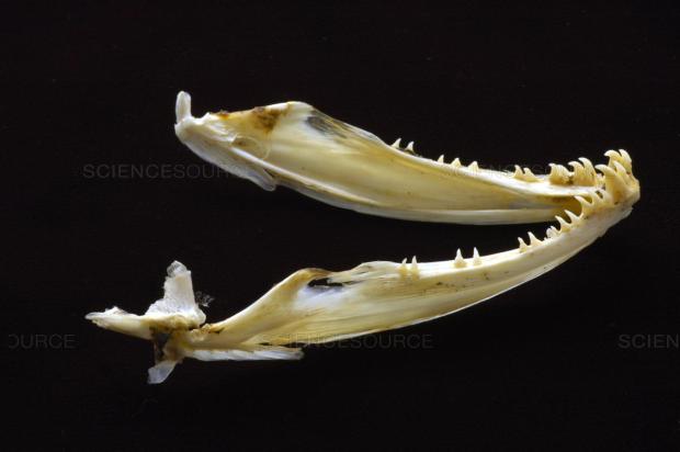 chinook jawbone