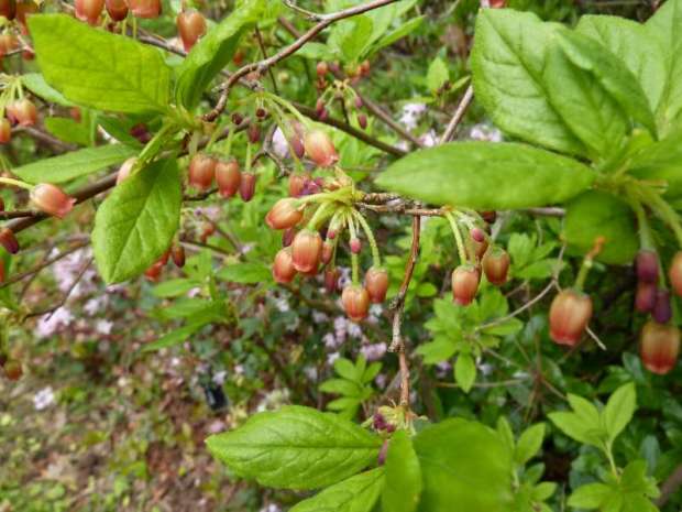 menziesia ferruginea