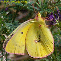 cariboo butterfly