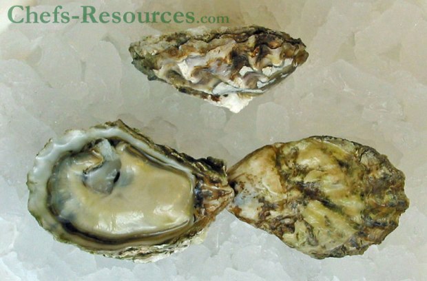 gold oyster