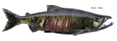 chum salmon