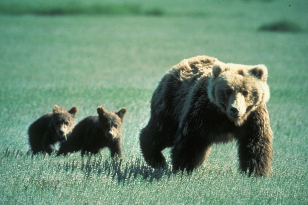 Grizzly_Bear_Family_in_Glacier_National_Park.jpg
