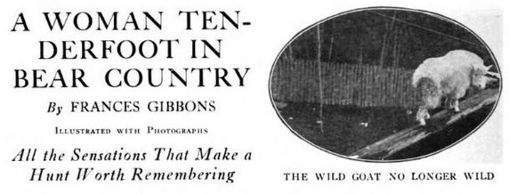 a woman tenderfoot in bear country