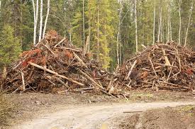slash piles