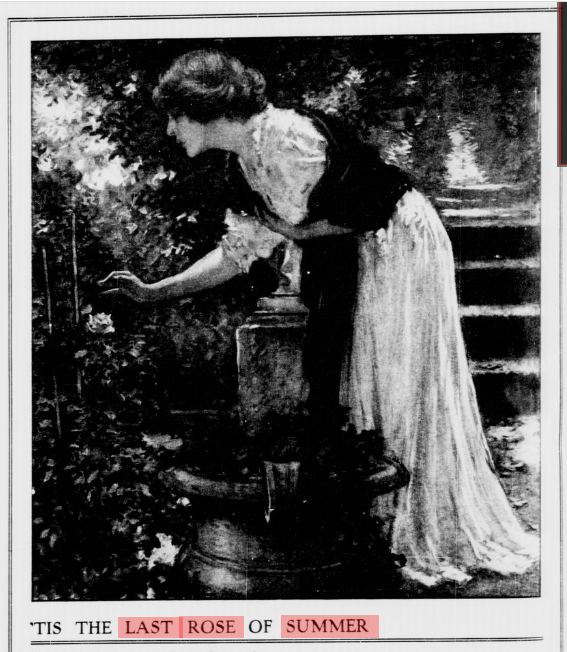 last rose