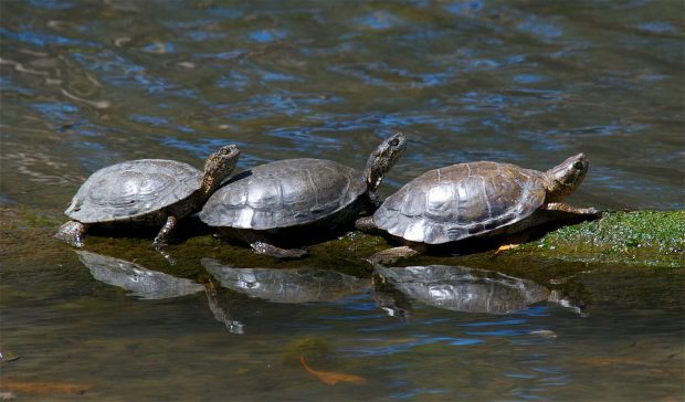 mud turtles