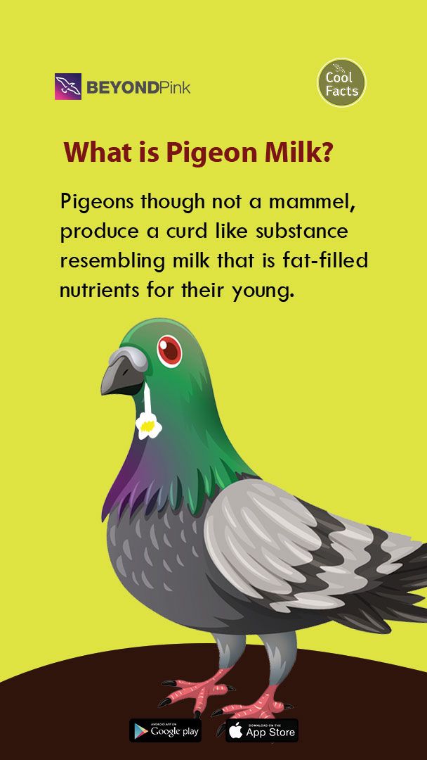 pigeon milk