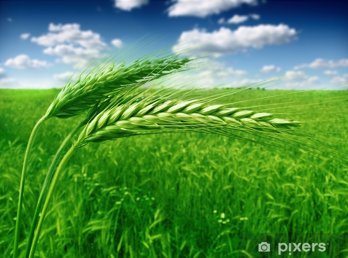 green wheat field and blue cloudy sky