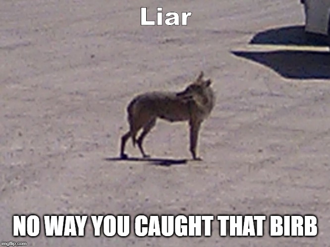 coyote liar