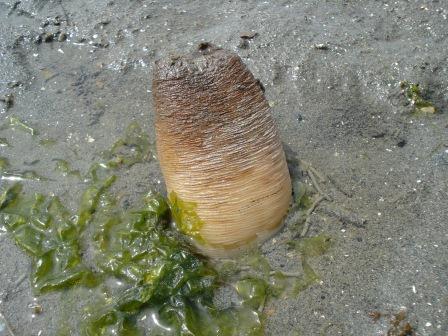 geoduck-neck-up-big