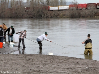 cowlitz_river_smelting_02-06-16_C_med