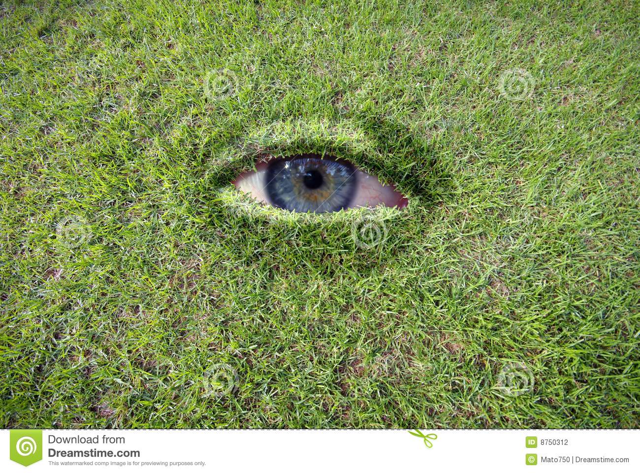 eye-grass-8750312