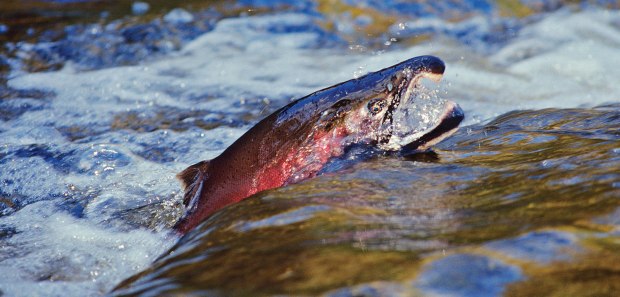 Breaching-coho-Leeson