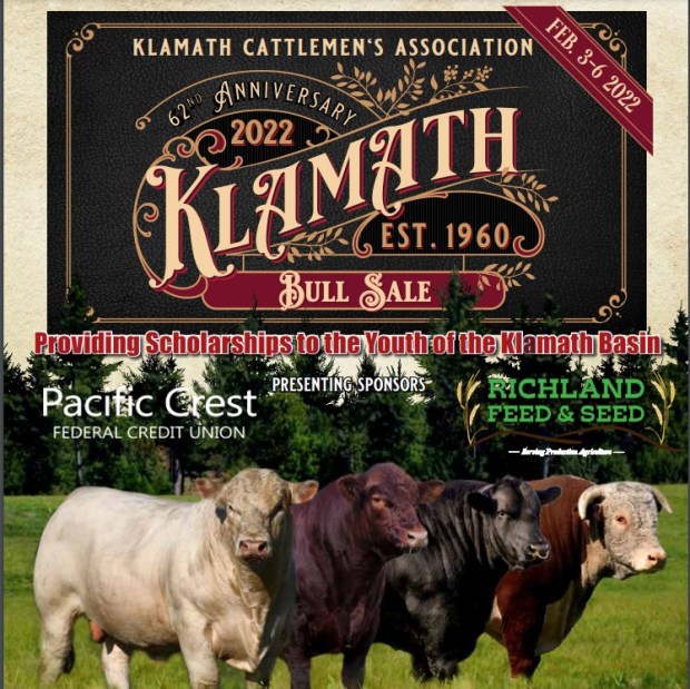 klamath bull sale
