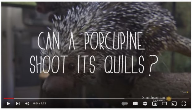 can a porcupine