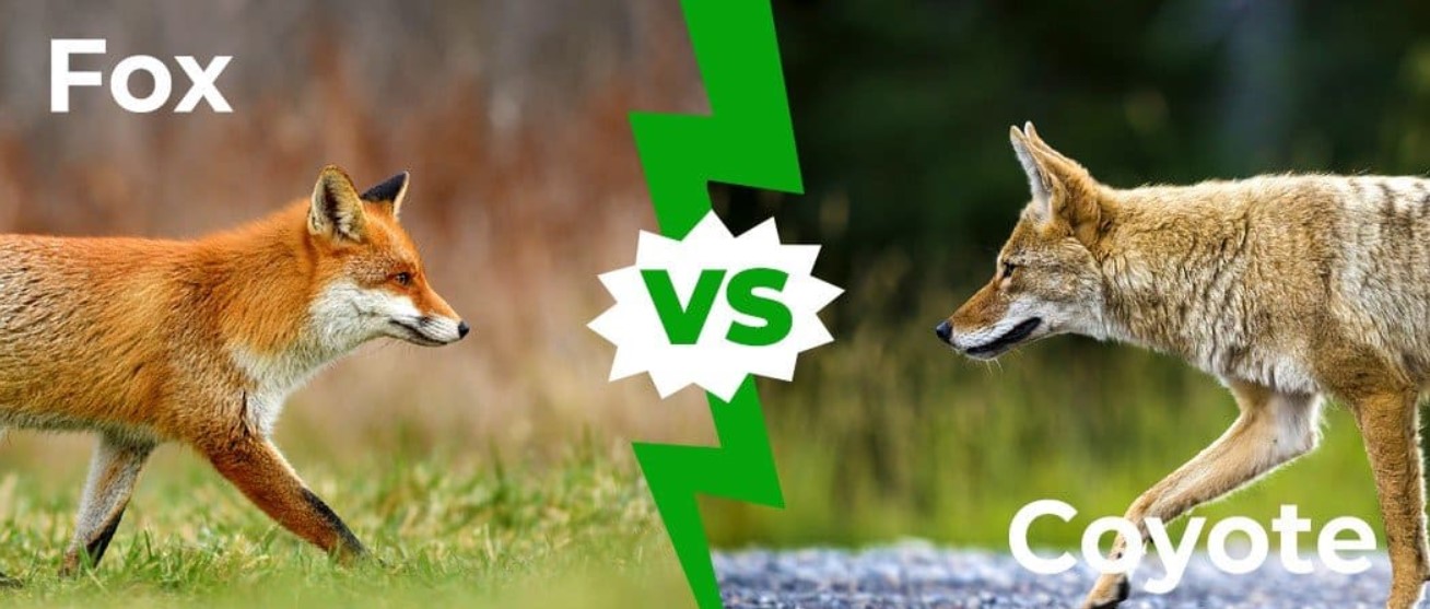fox vs coyote