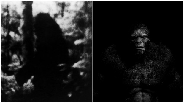 split-image-of-bigfoot-walking-through-the-woods-and-bigfoot-head-on_tcm25-744786