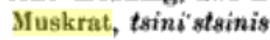 muskrat
