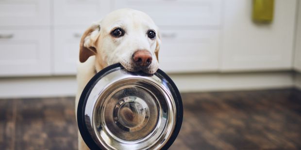 how-to-stop-dogs-from-begging-for-food