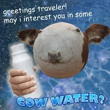 cow water