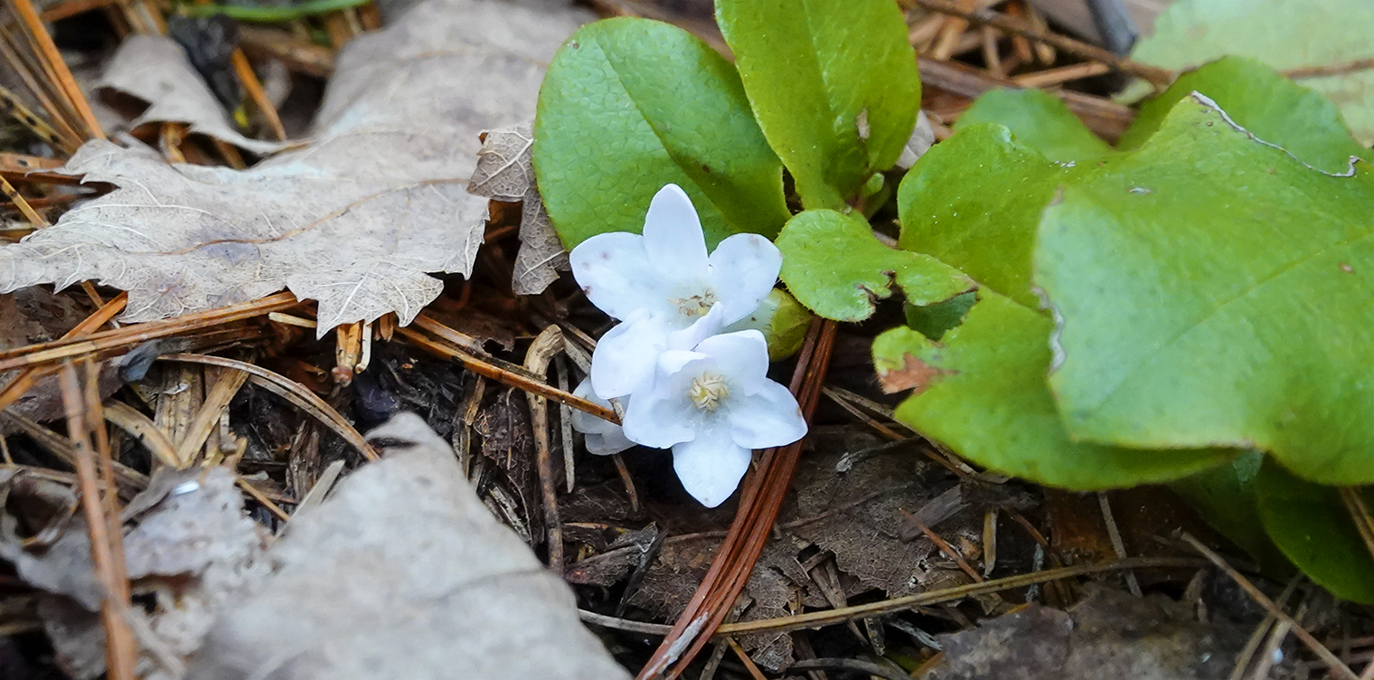Adirondack-WIldflowers-Trailing-Arbutus-Epigaea-repens-Heron-Marsh-Trail-7-May-2021-71