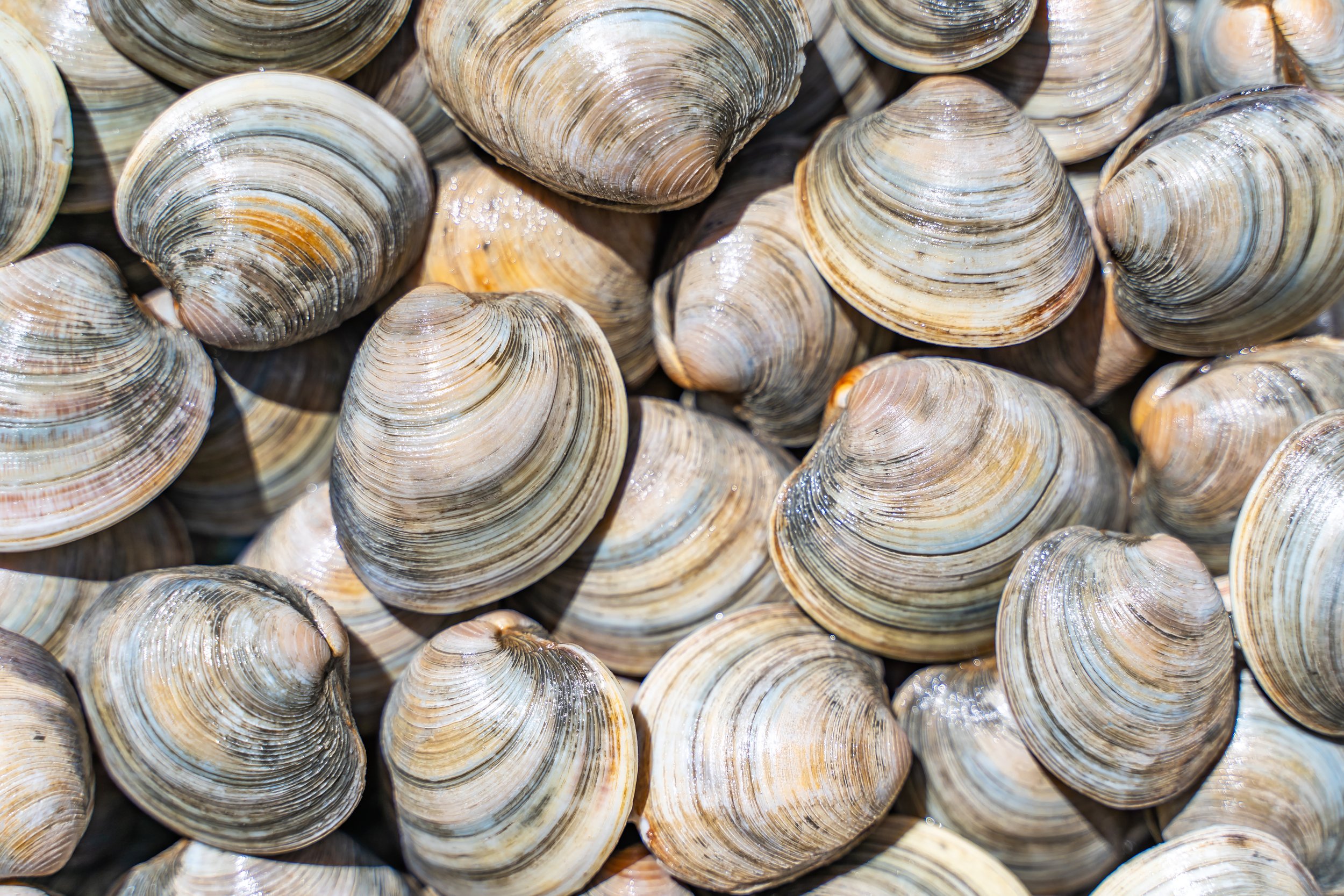 Close-up,Of,Littleneck,Clams.,Shell,Background.